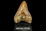 Serrated, Colorful, Fossil Megalodon Tooth - Indonesia #149261-2